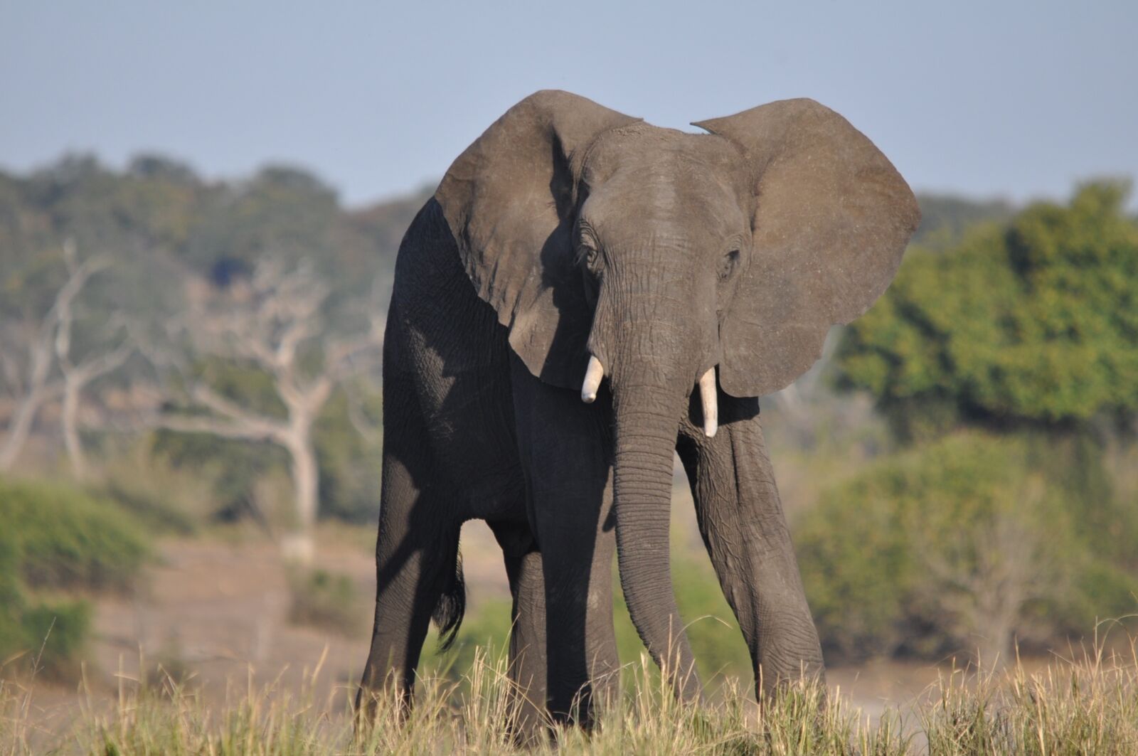 Nikon D90 sample photo. Wildlife, mammal, grass photography