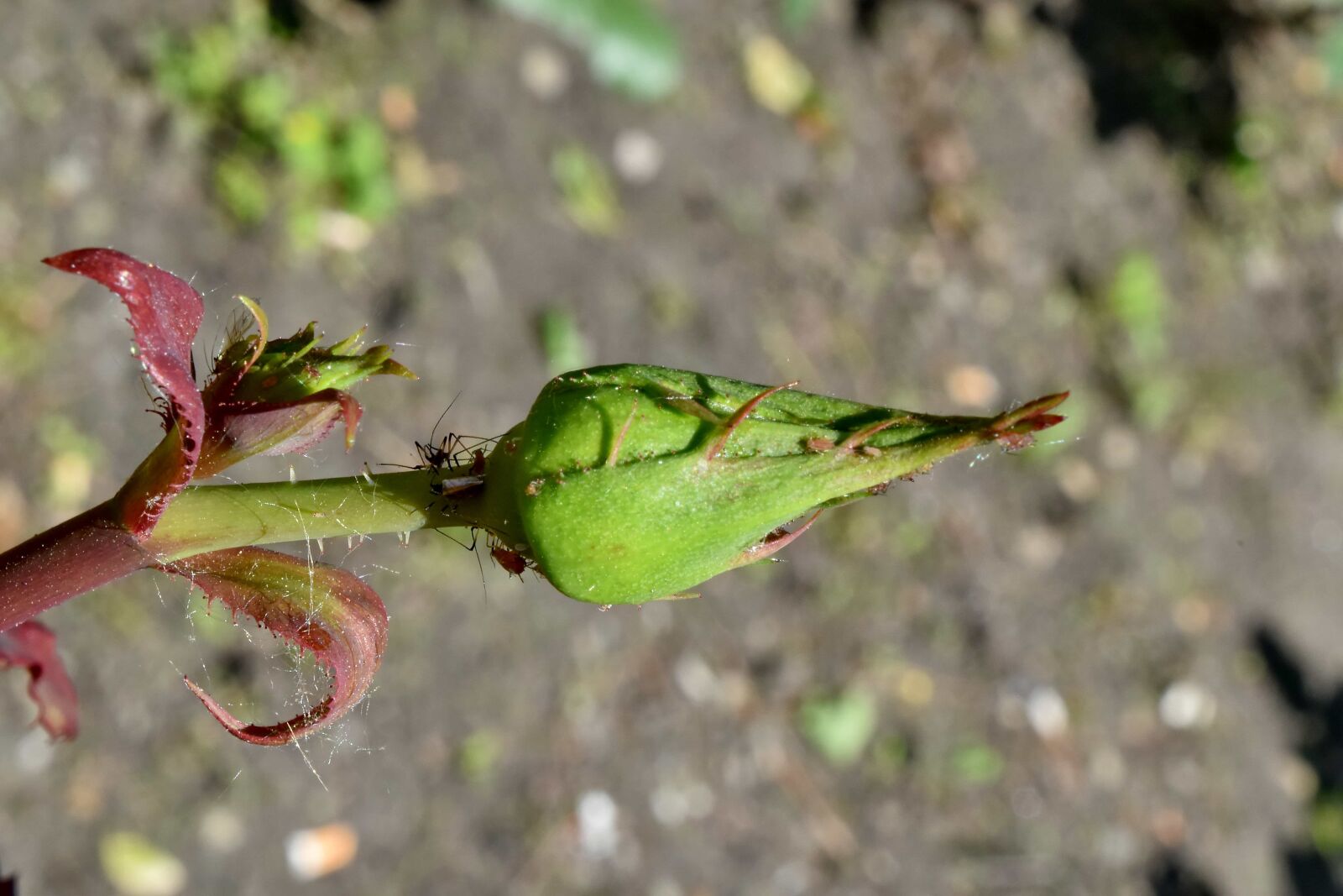 Nikon D5500 sample photo. Insect, spider, bud, nature photography