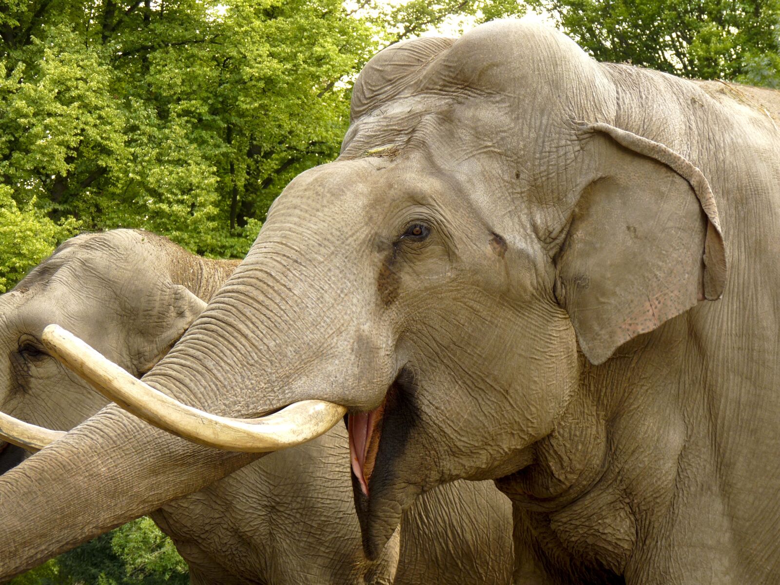 Panasonic Lumix DMC-FZ28 sample photo. Elephant, animal, zoo photography