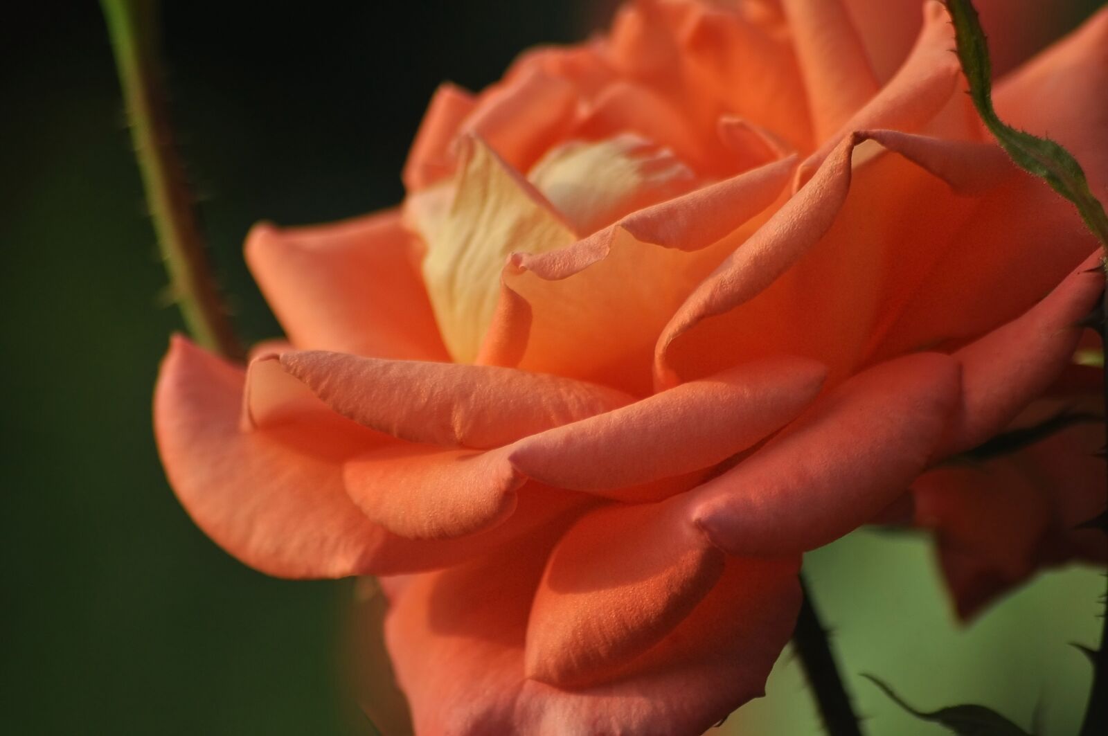 Nikon D90 sample photo. Rose, pink, live photography