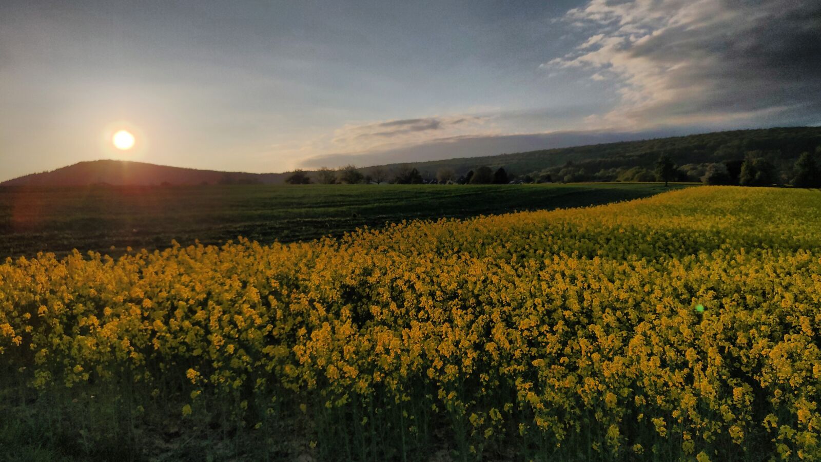 OnePlus 6T sample photo. Oilseed rape, sun, sunset photography