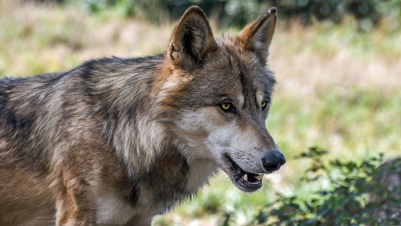 Nikon D500 sample photo. Wolf, predator, animal photography