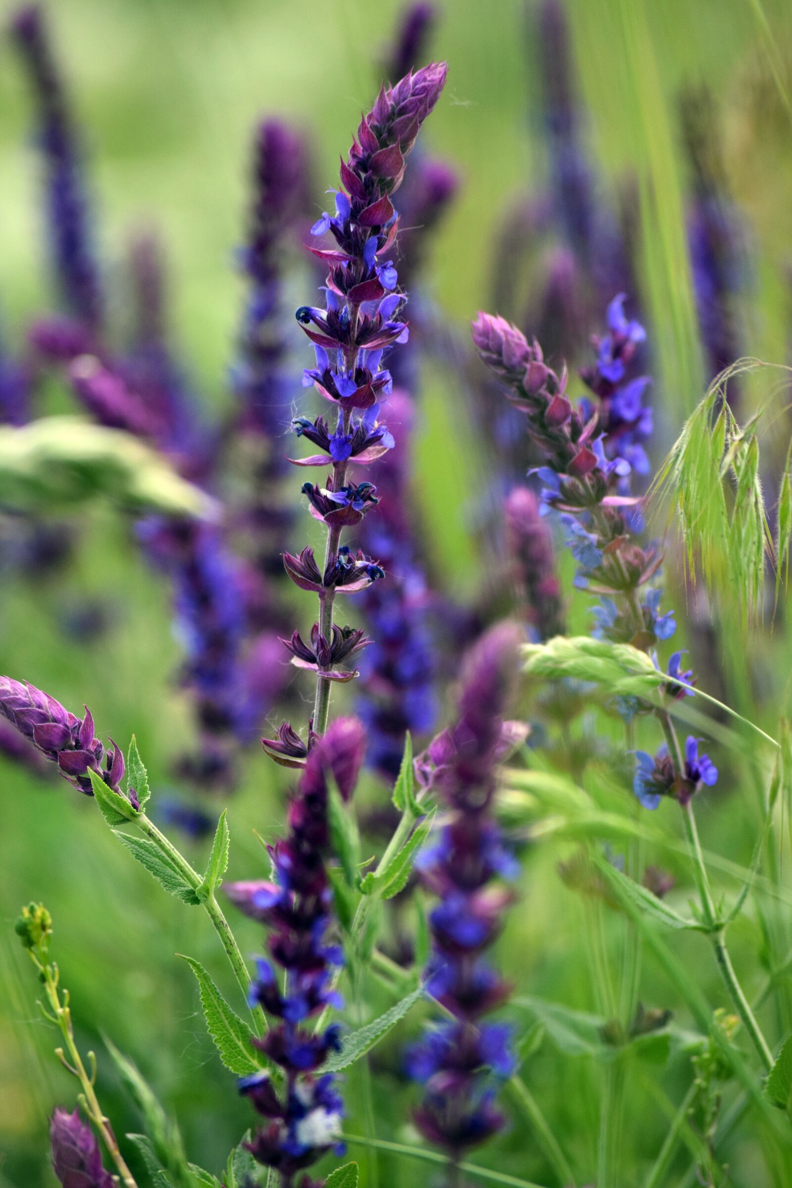 Nikon D3300 sample photo. Nature, purple, blue photography