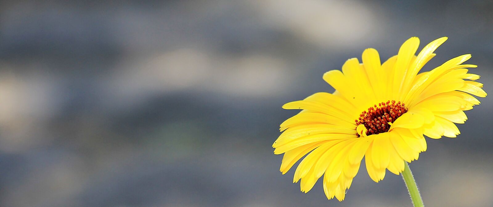 Canon EOS 550D (EOS Rebel T2i / EOS Kiss X4) sample photo. Marguerite, flower, argyranthemum frutescens photography