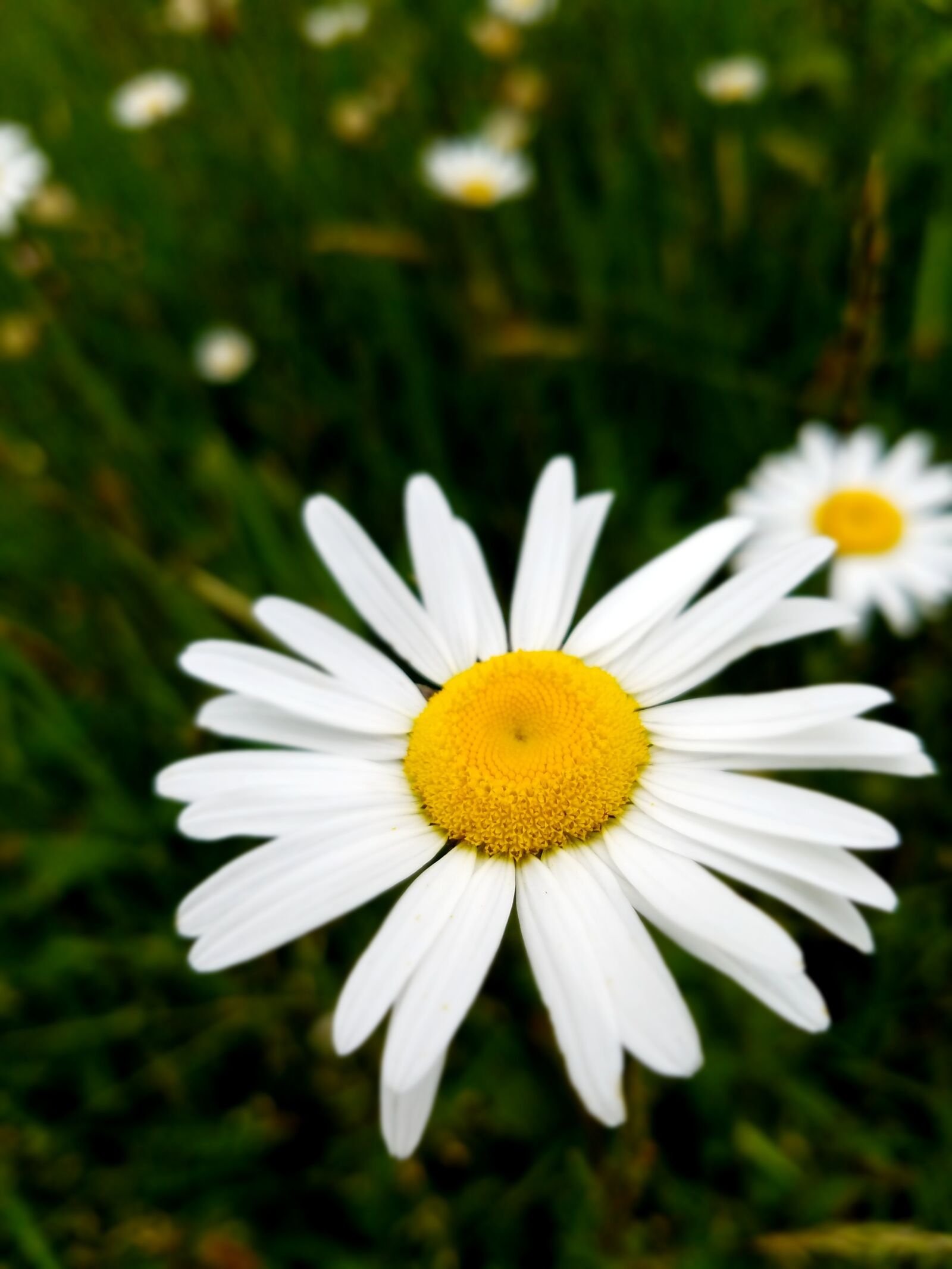 Samsung Galaxy S7 sample photo. Flower, daisy, nature photography