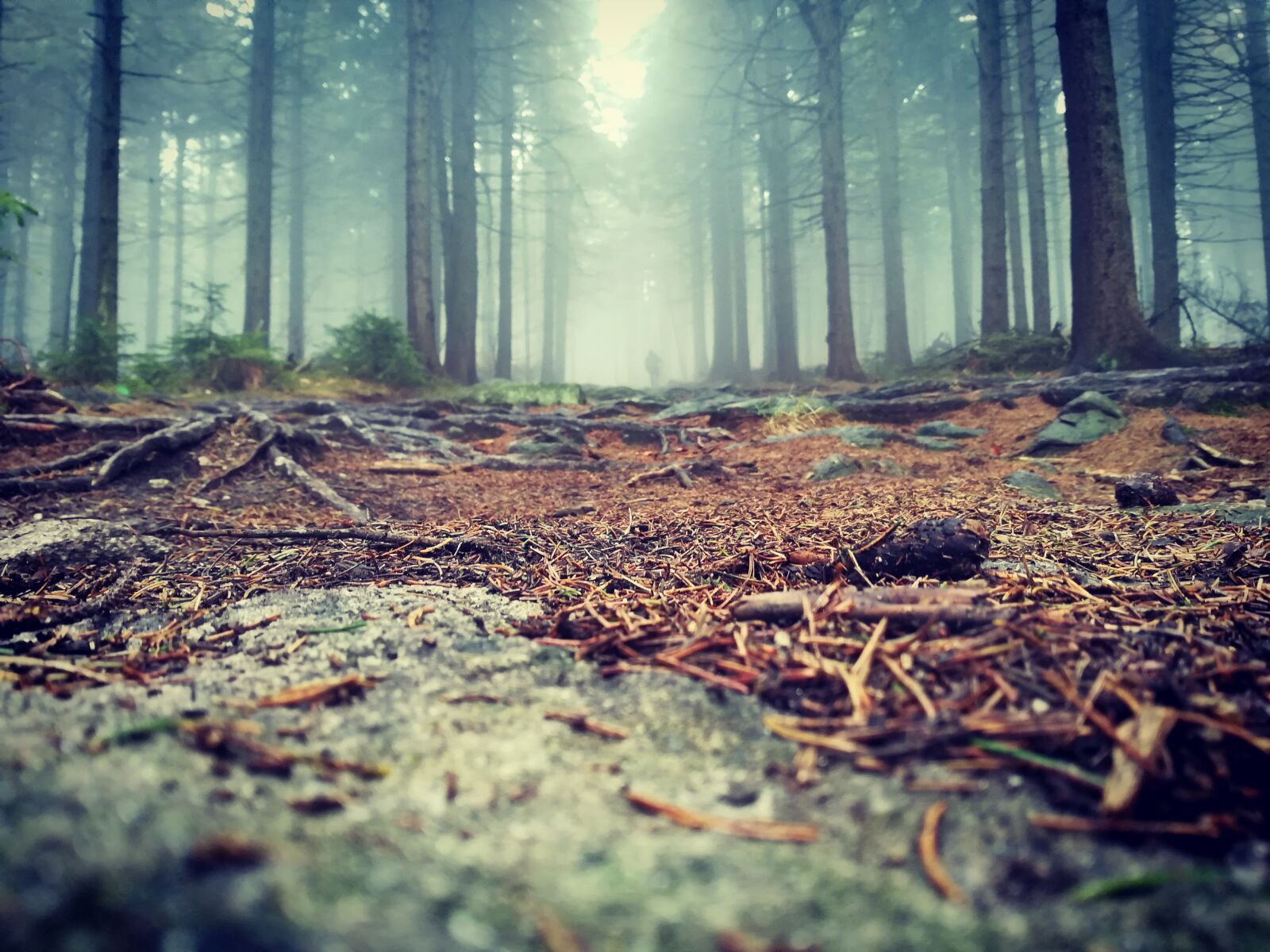 HUAWEI PRA-LX1 sample photo. Path, fog, forest photography