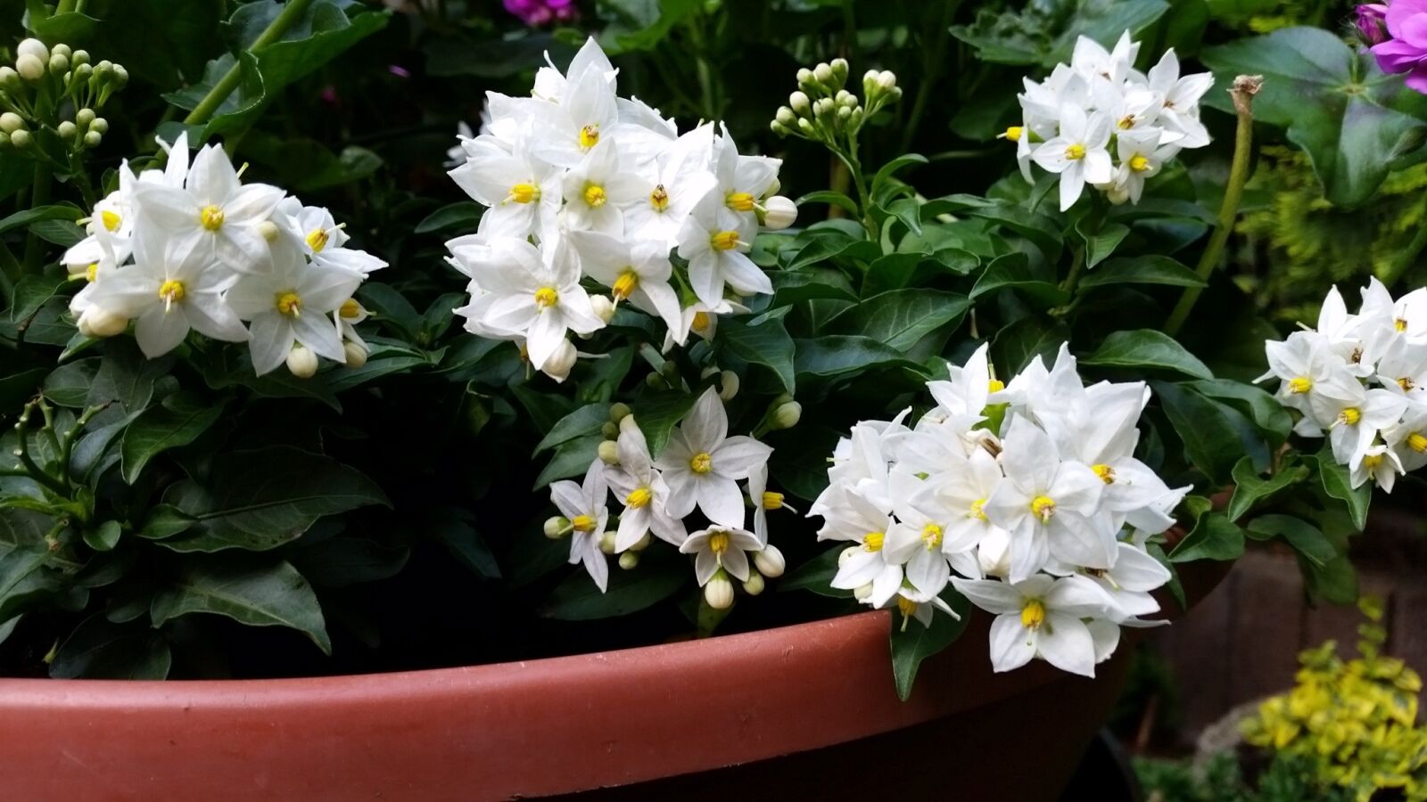 Samsung Galaxy S5 sample photo. Spring, white, flowers photography