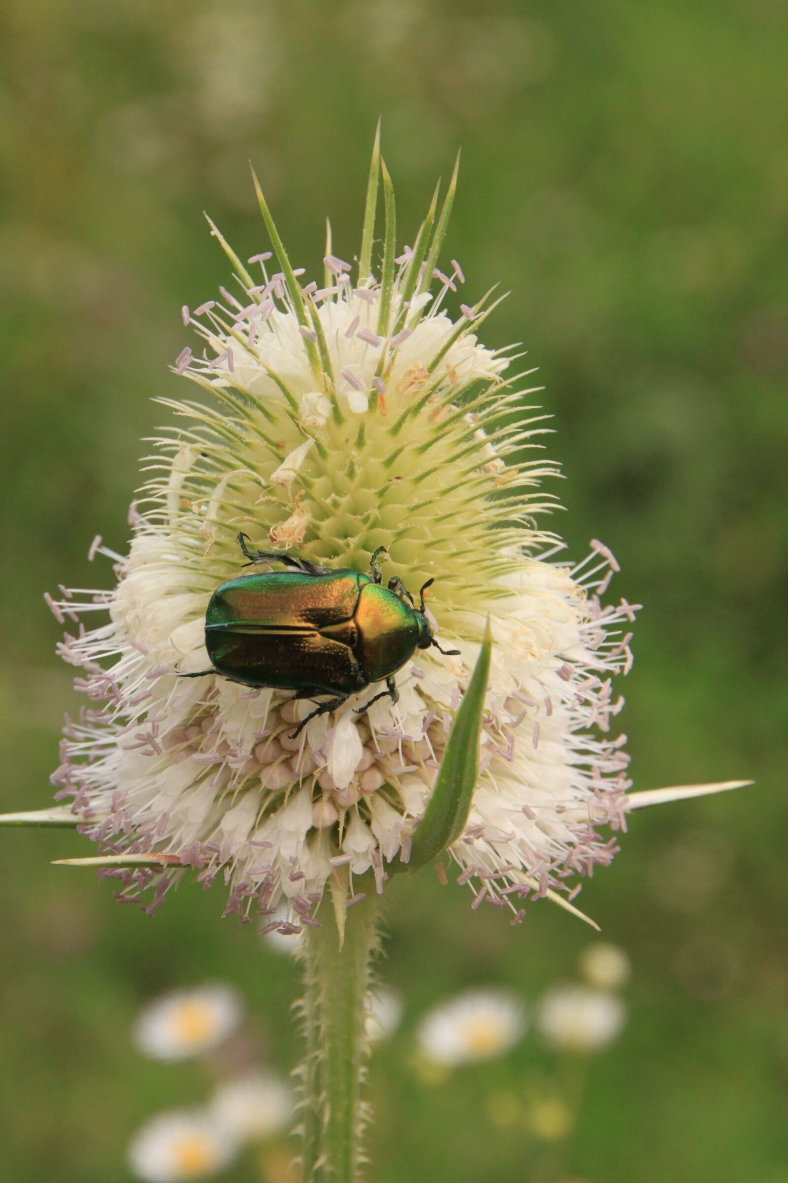Canon EOS 500D (EOS Rebel T1i / EOS Kiss X3) sample photo. Beetle, bug, cutleaf photography