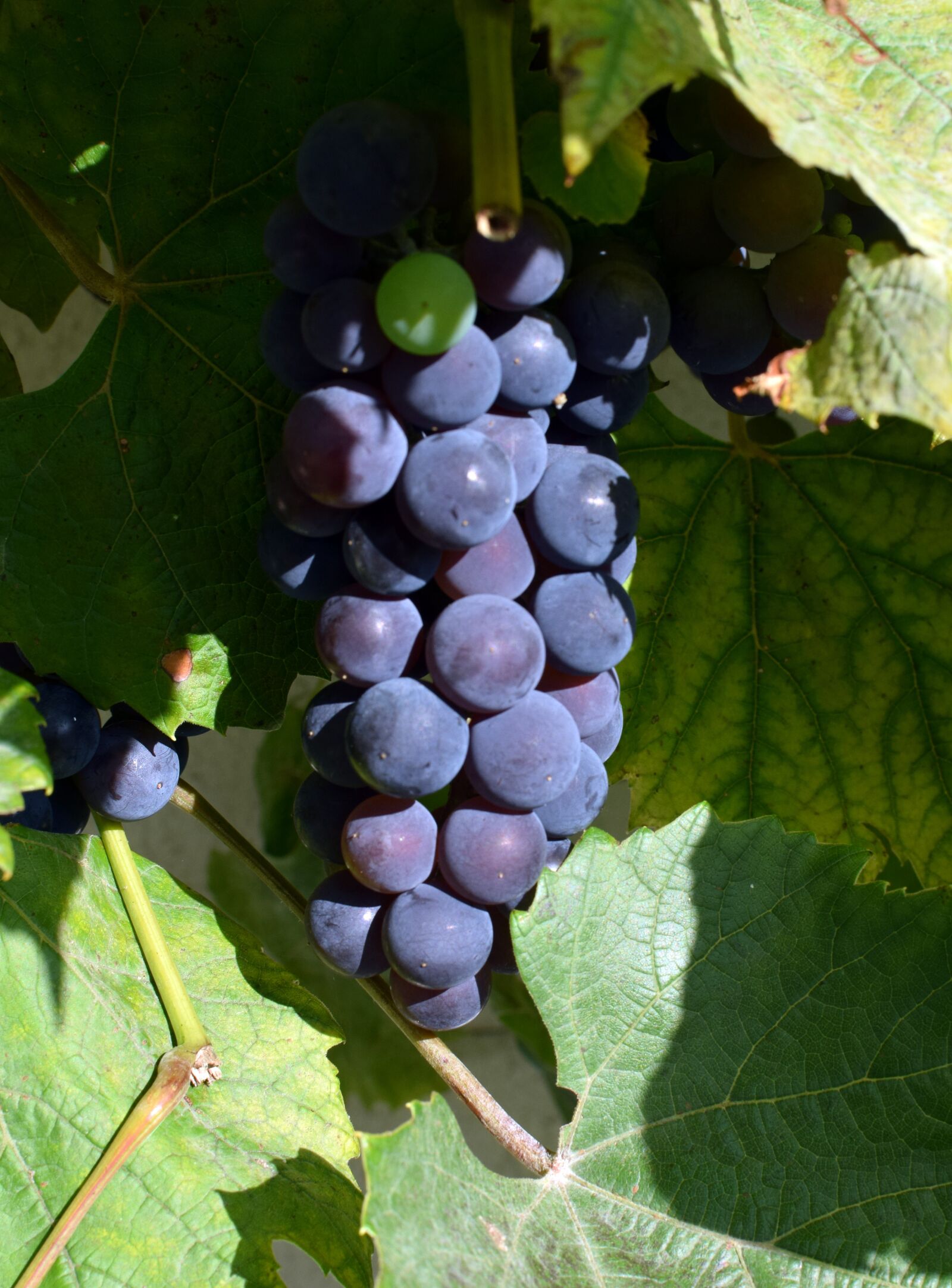 Nikon D5300 sample photo. Grapes, blue grapes, autumn photography