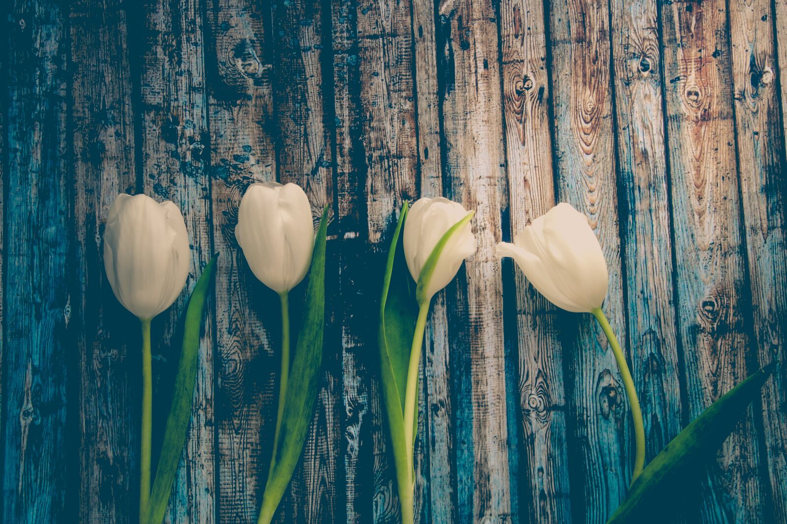 Sony SLT-A58 sample photo. Tulip, flower, nature photography