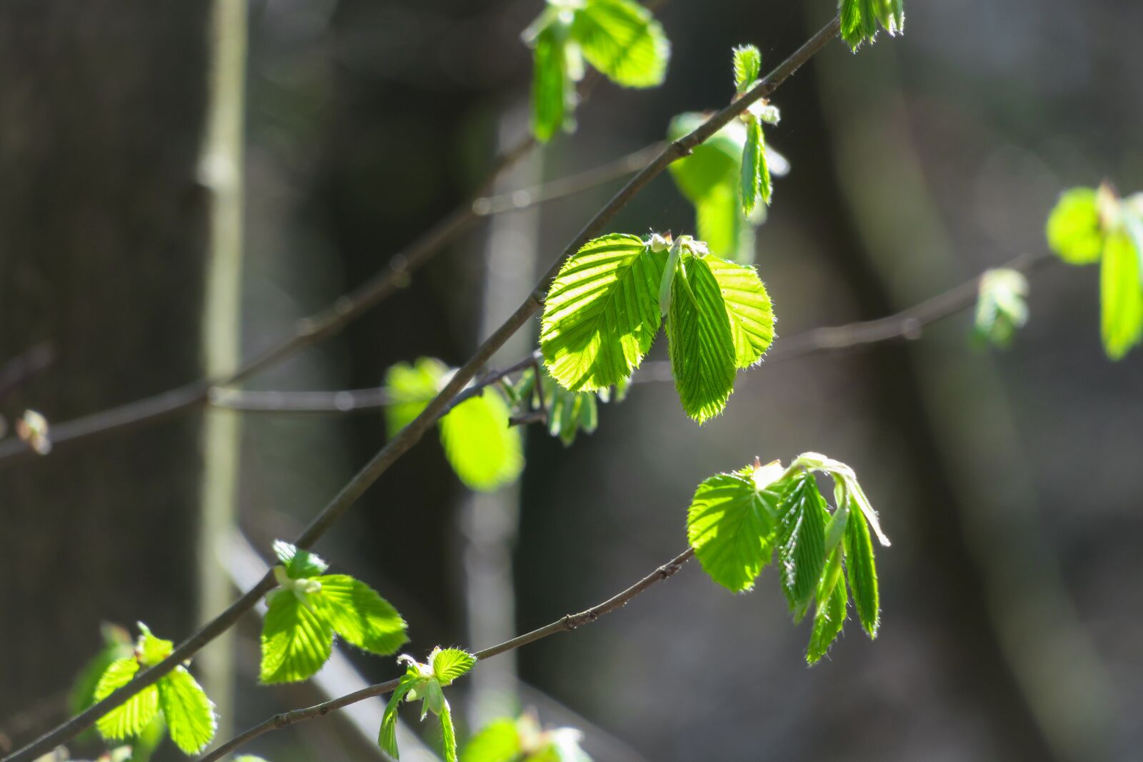 Canon PowerShot G3 X sample photo. Leaves, beech, beech leaves photography