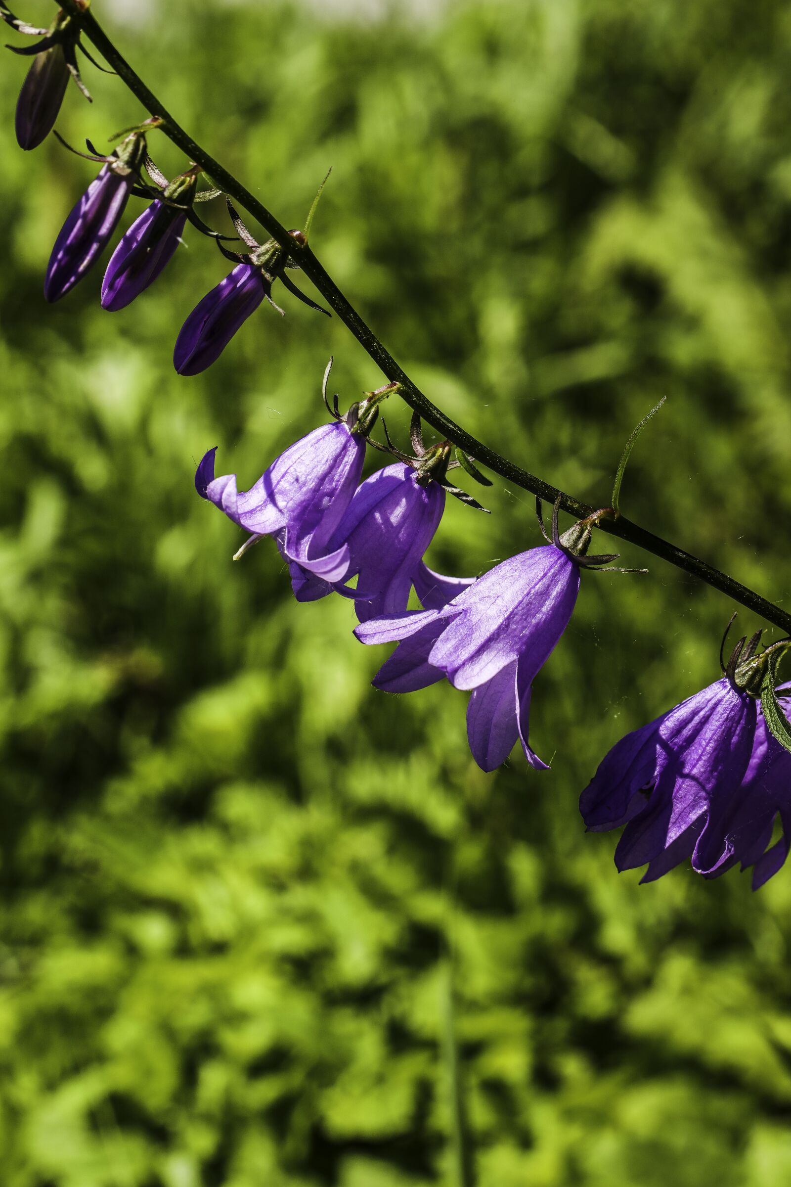 Canon EOS R sample photo. Bluebell, flower, plant photography