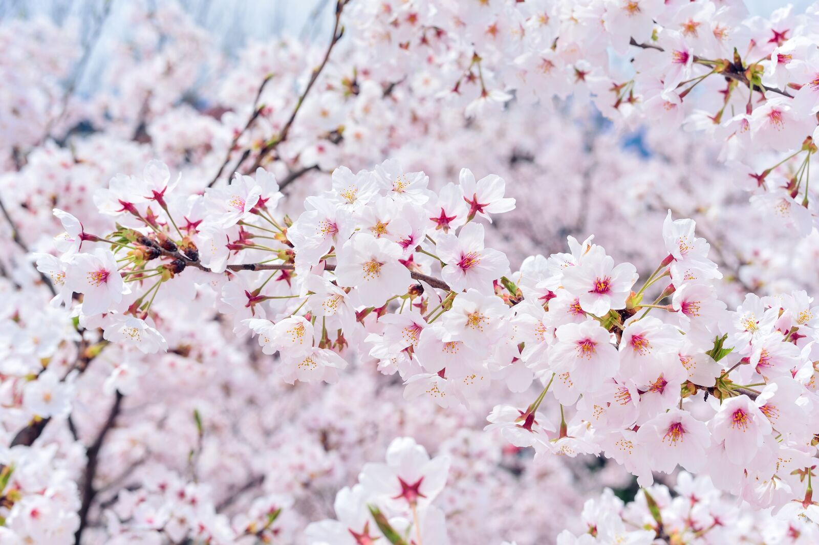 Nikon Df sample photo. Japan, landscape, spring photography
