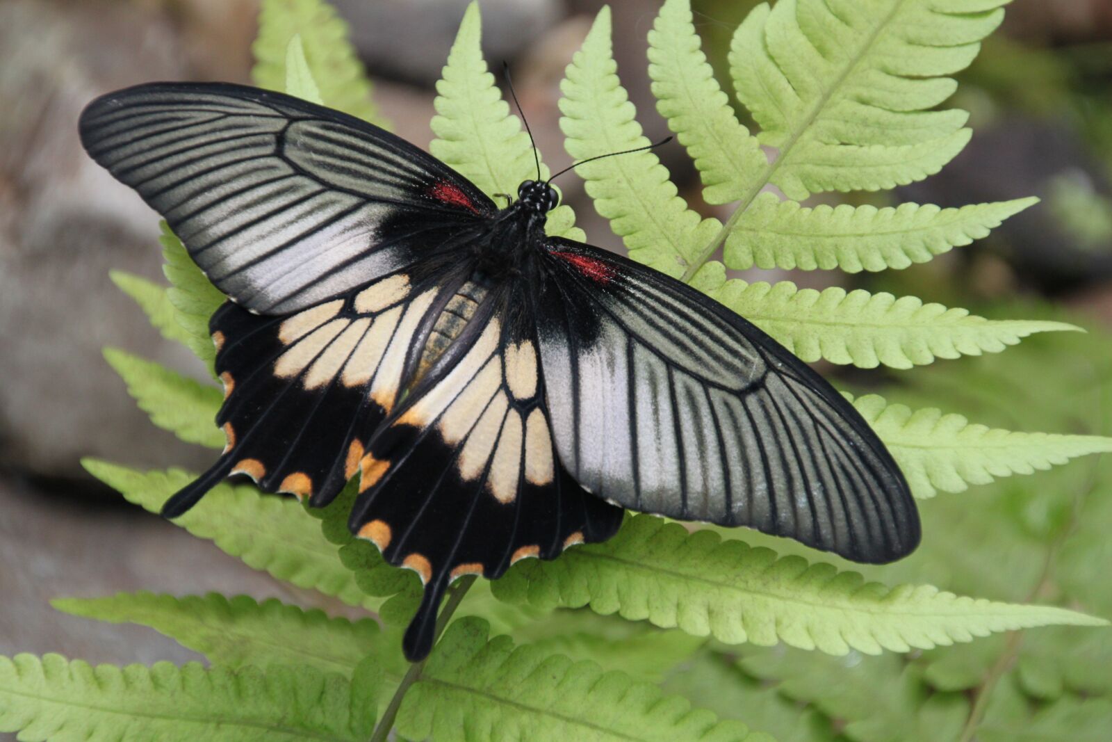 Canon EOS 500D (EOS Rebel T1i / EOS Kiss X3) sample photo. Butterfly garden, zupthen, butterfly photography