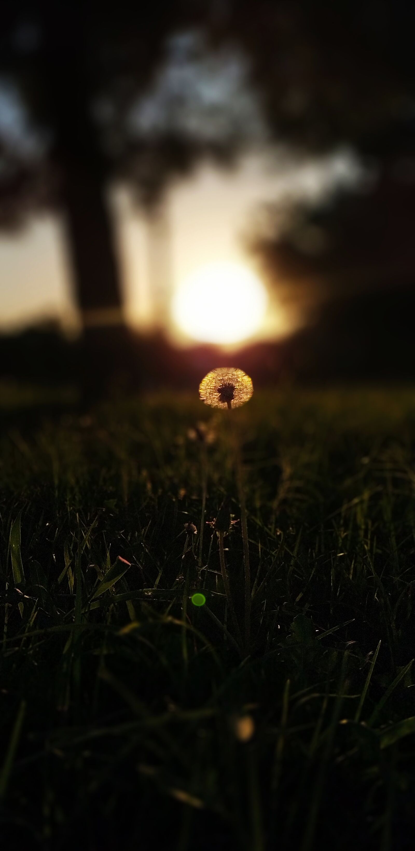 Xiaomi Redmi Note 8 sample photo. Sunset, pasture, grass photography