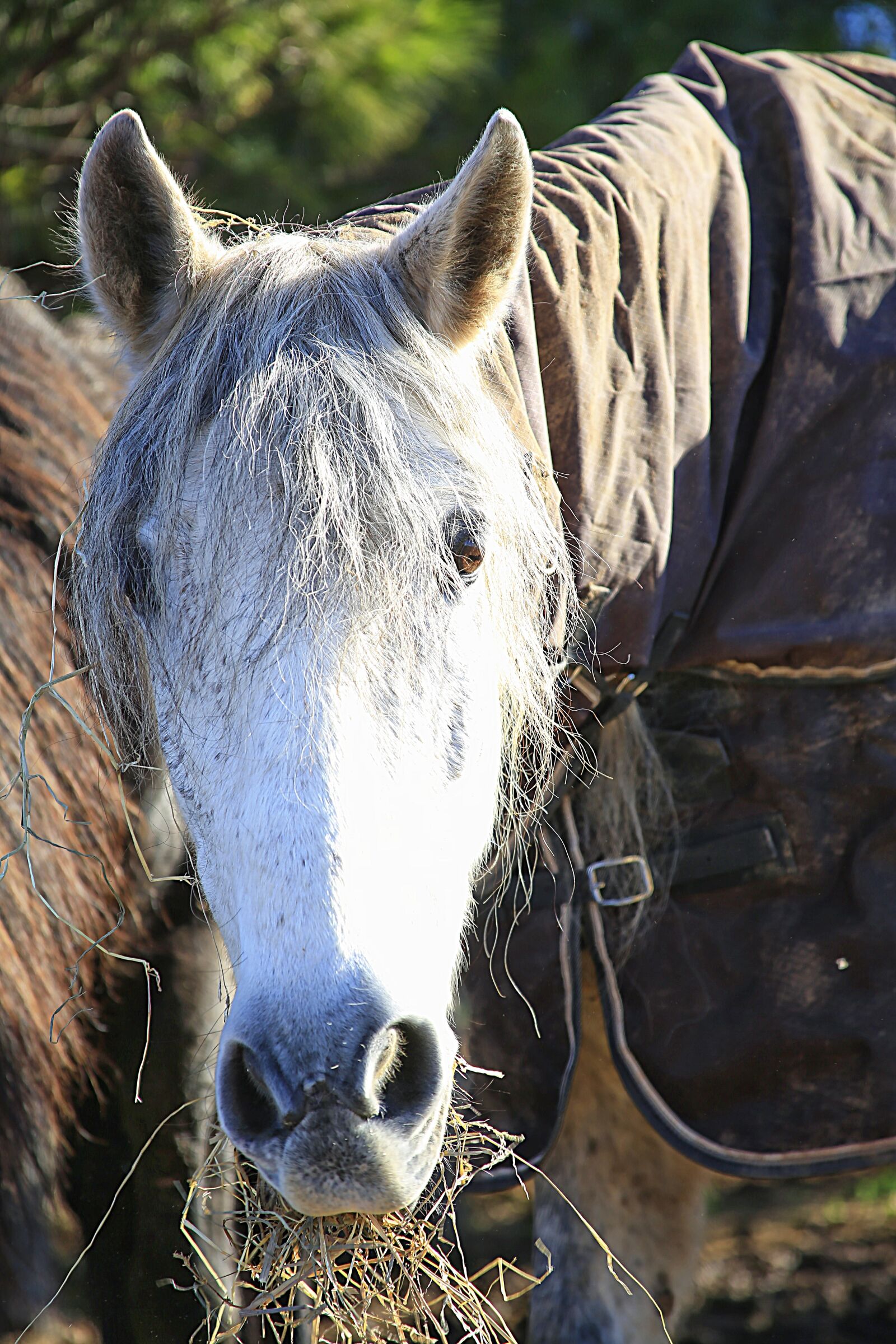 Canon EOS 5D Mark III sample photo. Horse, mane, horses photography