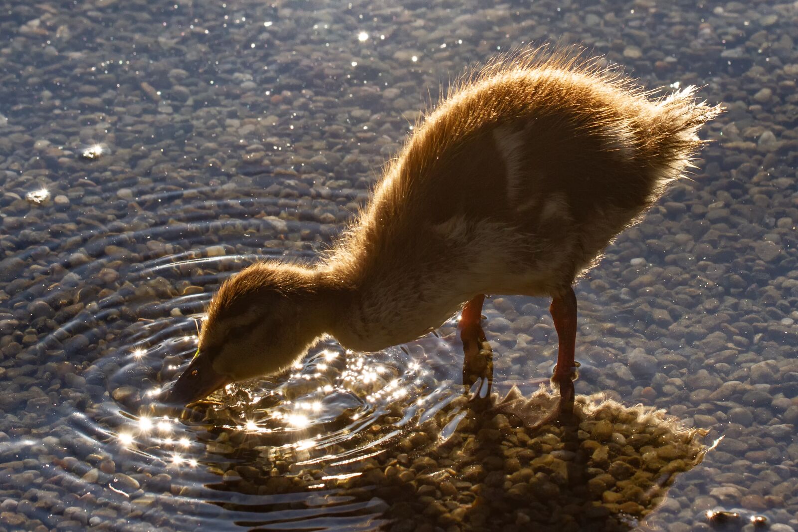 Canon EOS 7D + Canon EF 100mm F2.8L Macro IS USM sample photo. Baby duck, nature, duckling photography