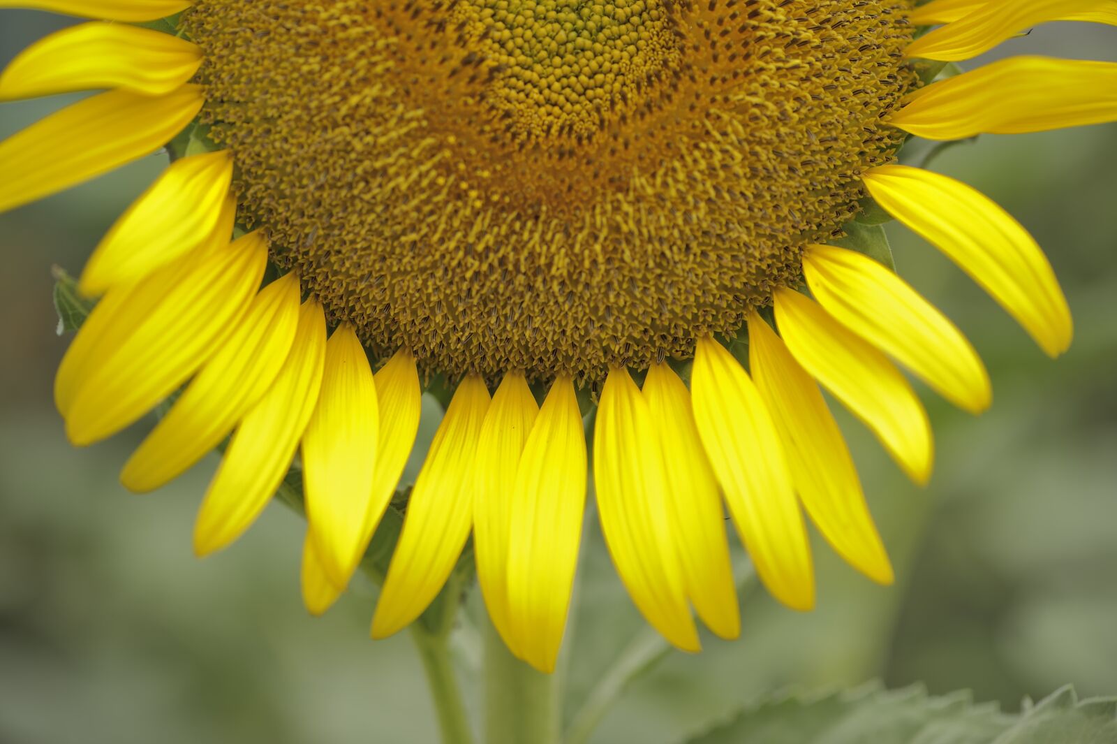 Nikon D700 sample photo. Sunflower, summer, flower photography