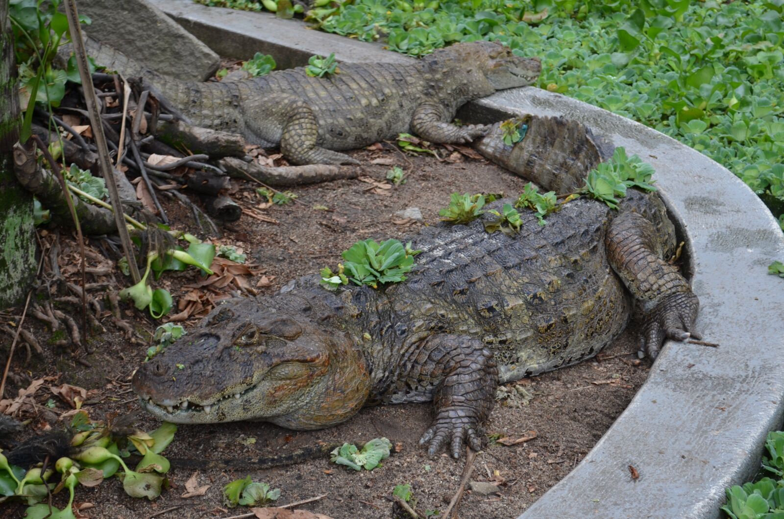Nikon D5100 sample photo. Alligator, zoo, nature photography