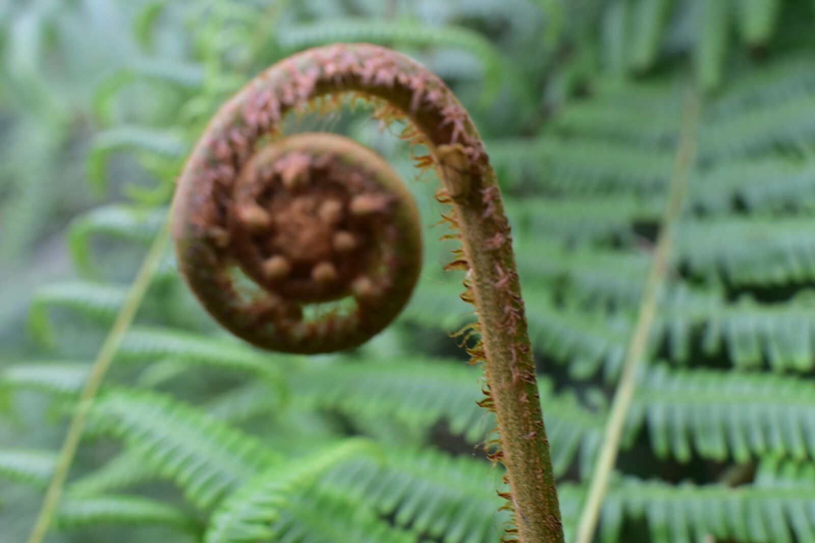 Nikon D5500 sample photo. Fern, spiral pattern, nature photography