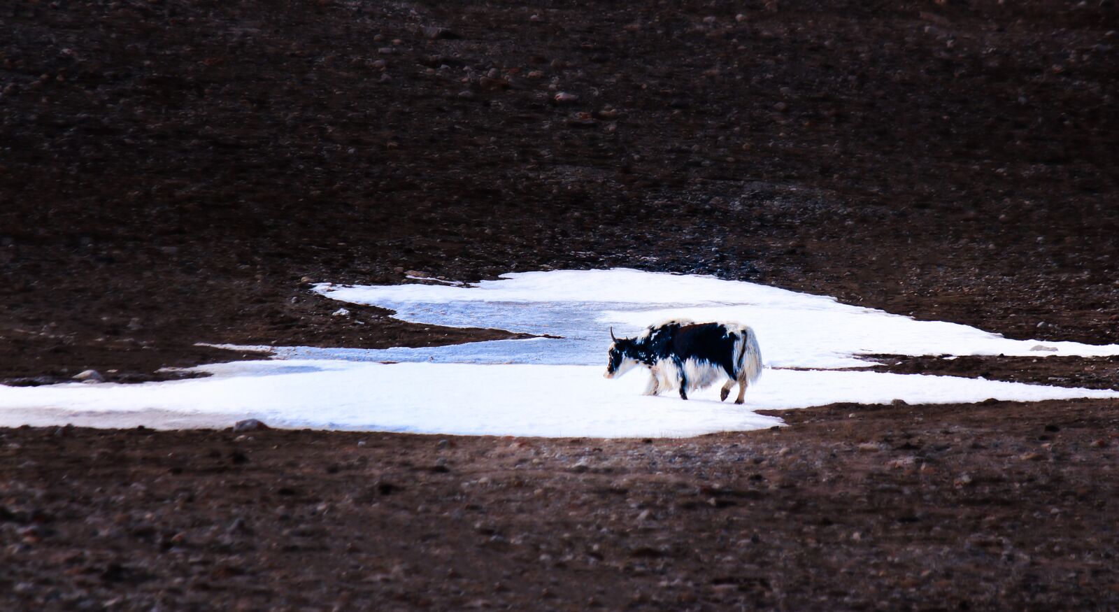 Canon EOS 700D (EOS Rebel T5i / EOS Kiss X7i) sample photo. Cow, buffalo, yolk photography