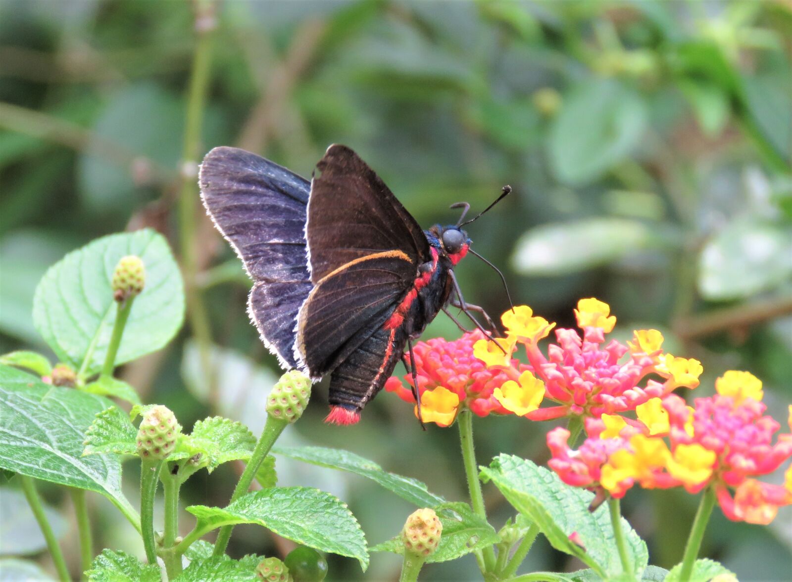 Canon PowerShot SX60 HS sample photo. Butterfly, insect, nature photography