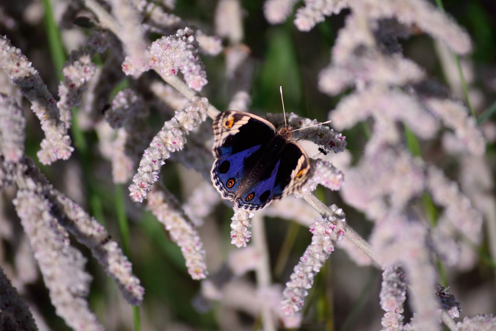Nikon D3100 sample photo. Blue pansy, white background photography