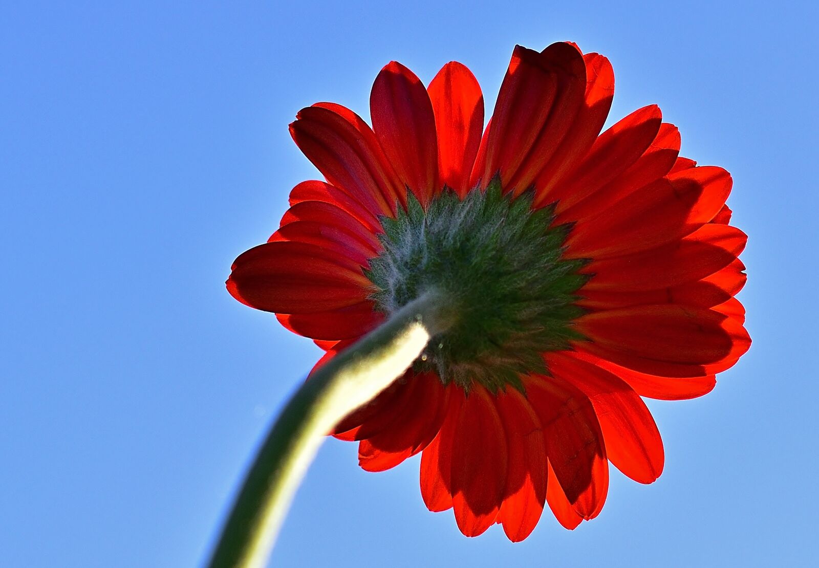 Nikon D5600 sample photo. Flower, gerbera, red photography