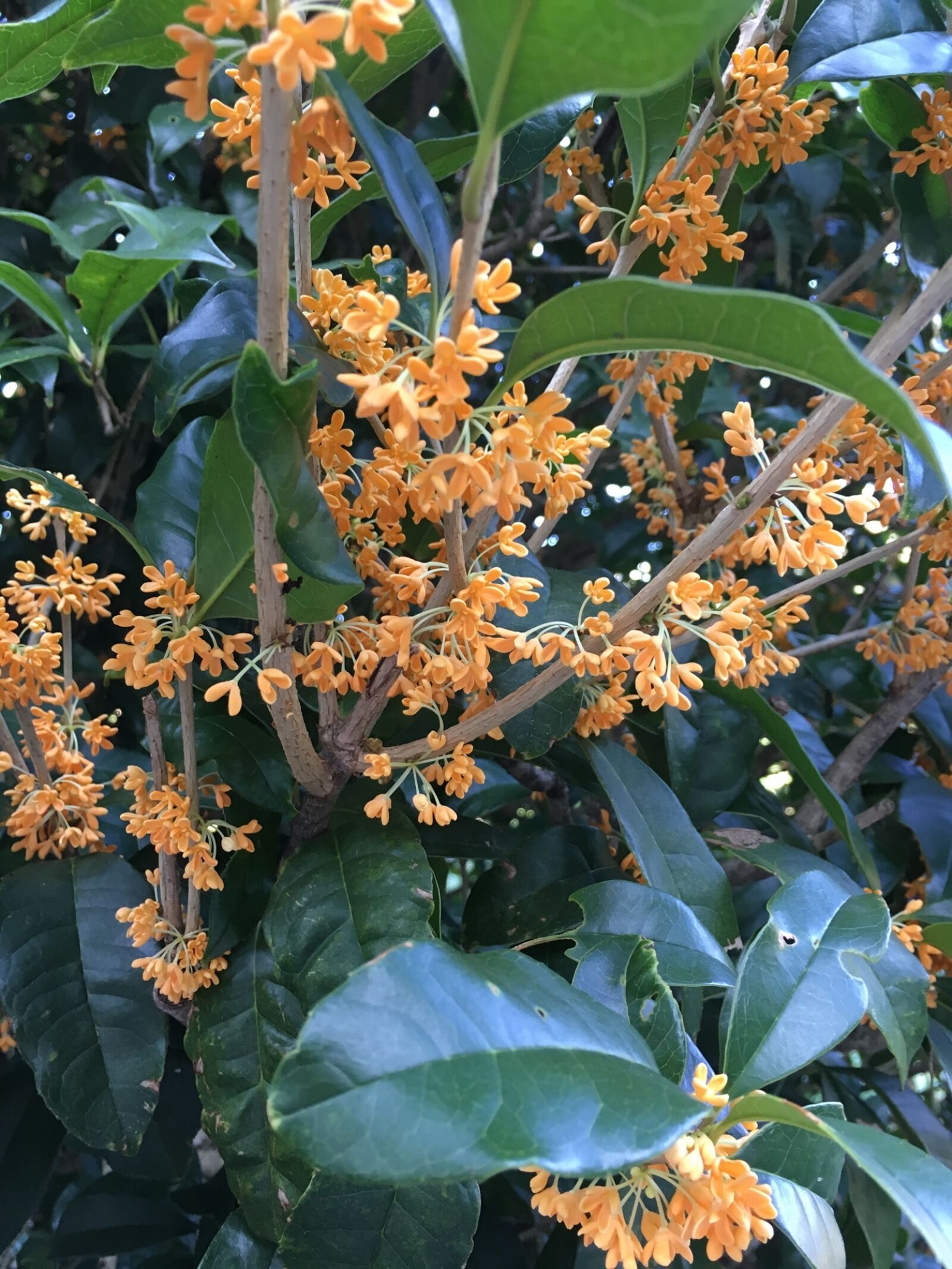 Apple iPhone 6s sample photo. Osmanthus, autumn flowers, in photography