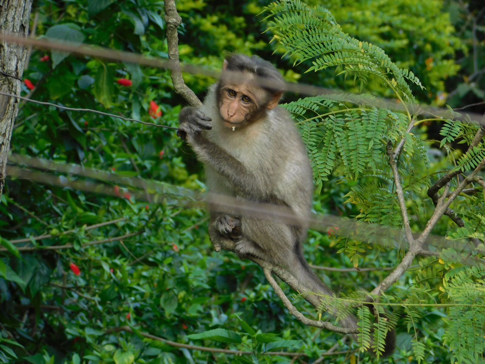 Nikon Coolpix B500 sample photo. Baby, monkey, monkey, monkey photography