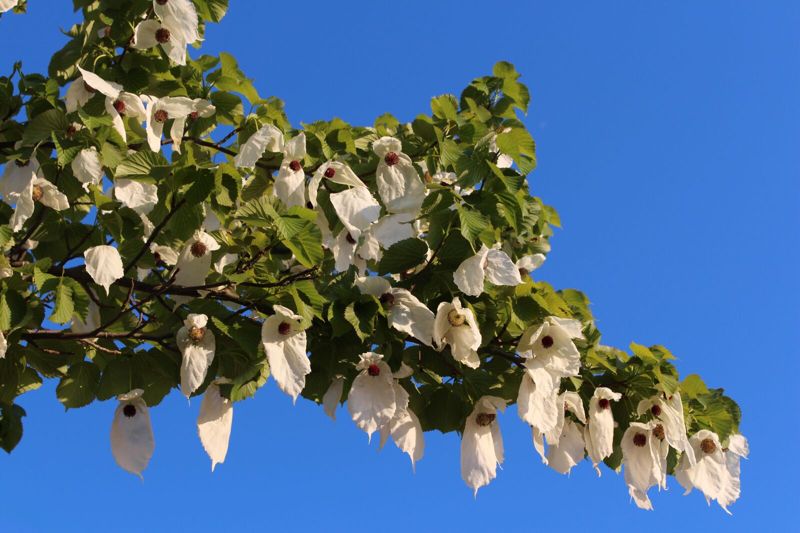 Canon EOS 650D (EOS Rebel T4i / EOS Kiss X6i) sample photo. Tree, flowers, nature photography