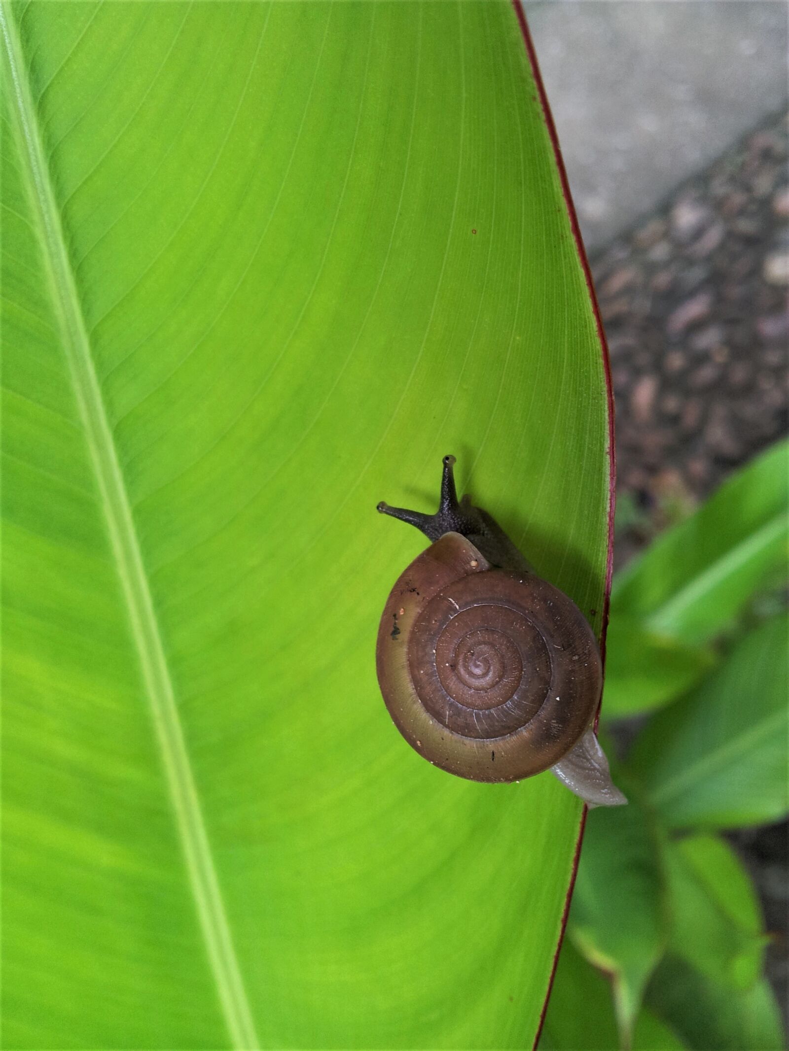 Samsung Galaxy S2 sample photo. Snail, nature, leaf photography