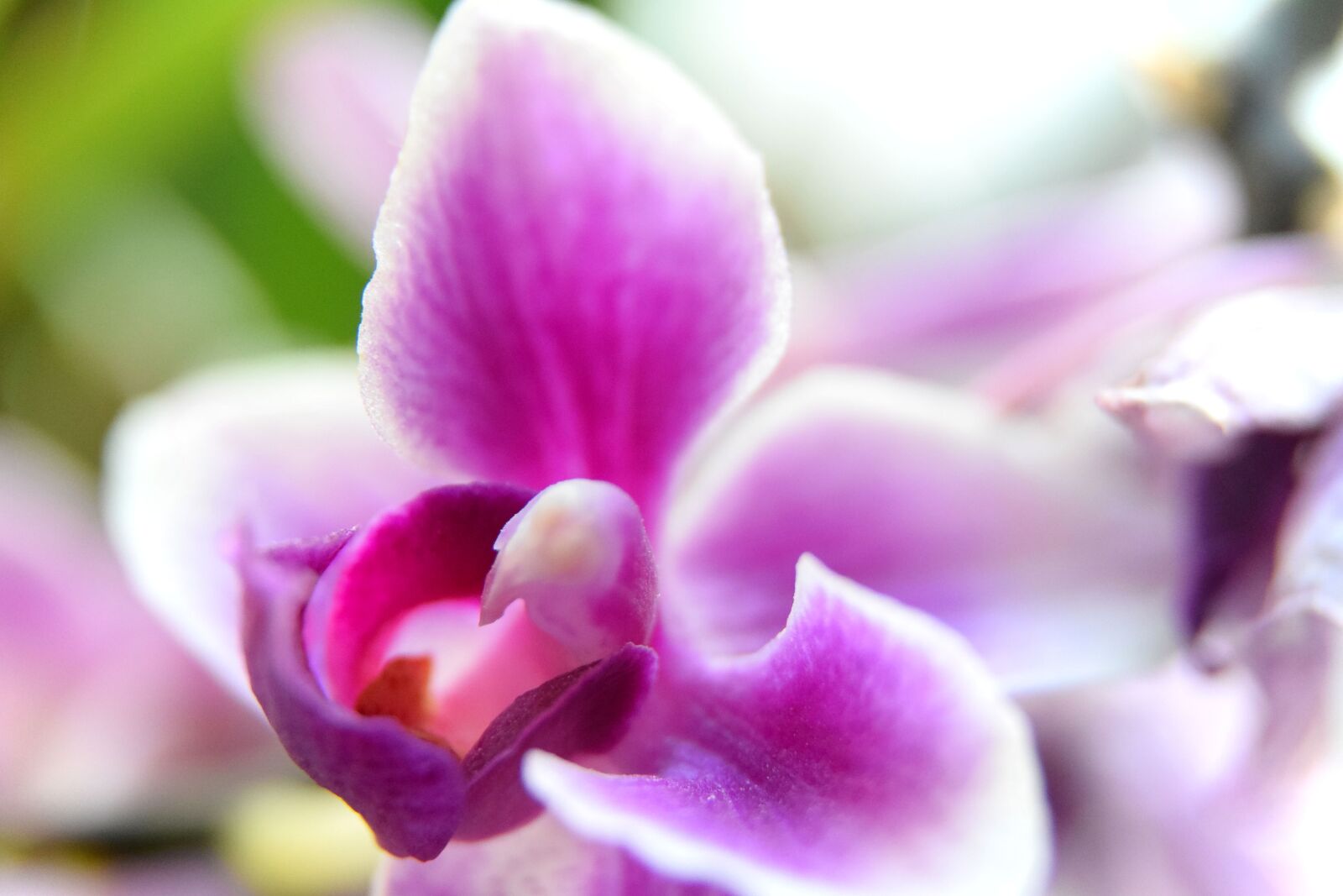 Nikon D5300 sample photo. Orchid, macro, flower photography