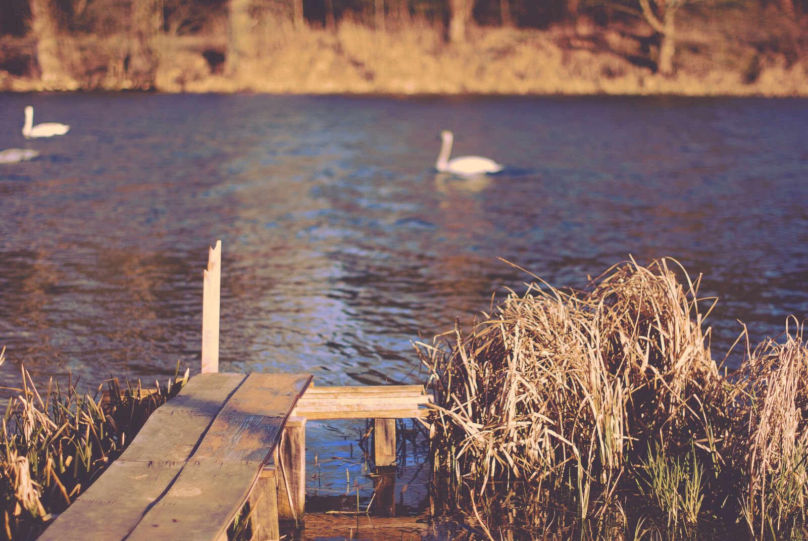 Nikon D60 sample photo. Ducks, lake, nature, ramp photography