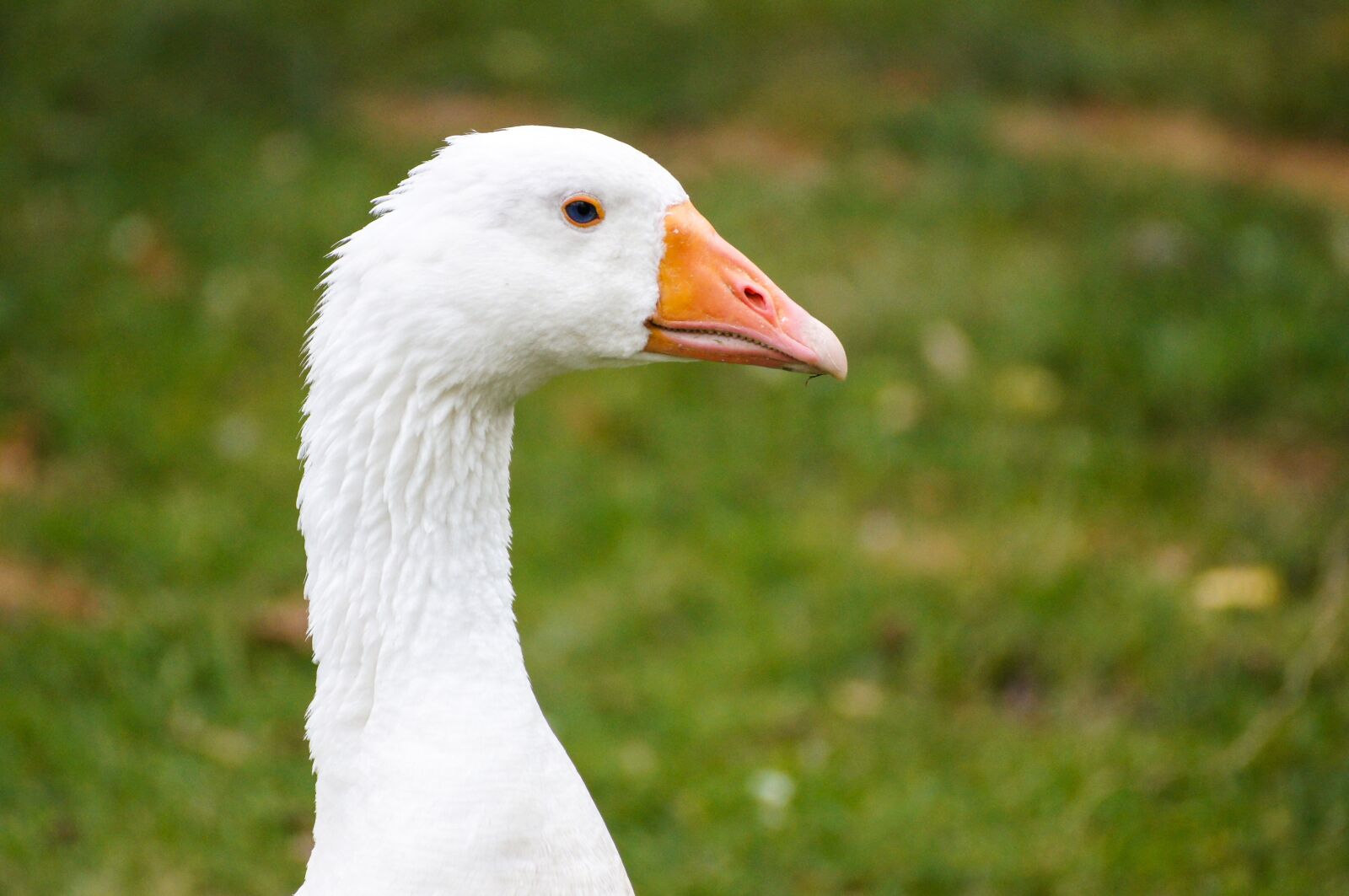 Sony SLT-A55 (SLT-A55V) sample photo. Goose, nature, animal photography