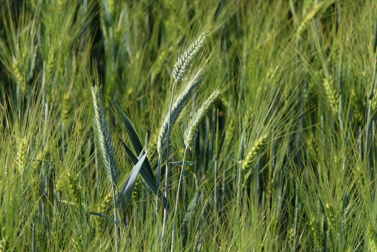 Panasonic Lumix DMC-FZ2500 (Lumix DMC-FZ2000) sample photo. Cornfield, spike, background photography
