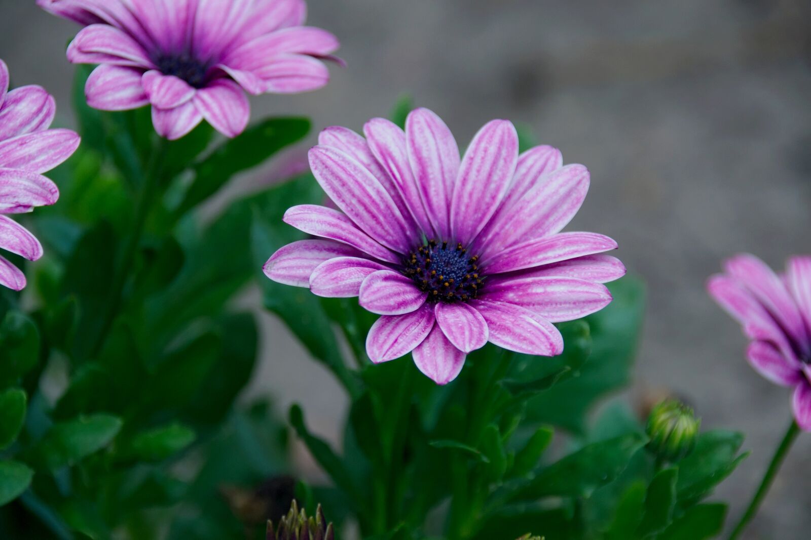 Nikon D3300 sample photo. Flower, flowering, nature photography