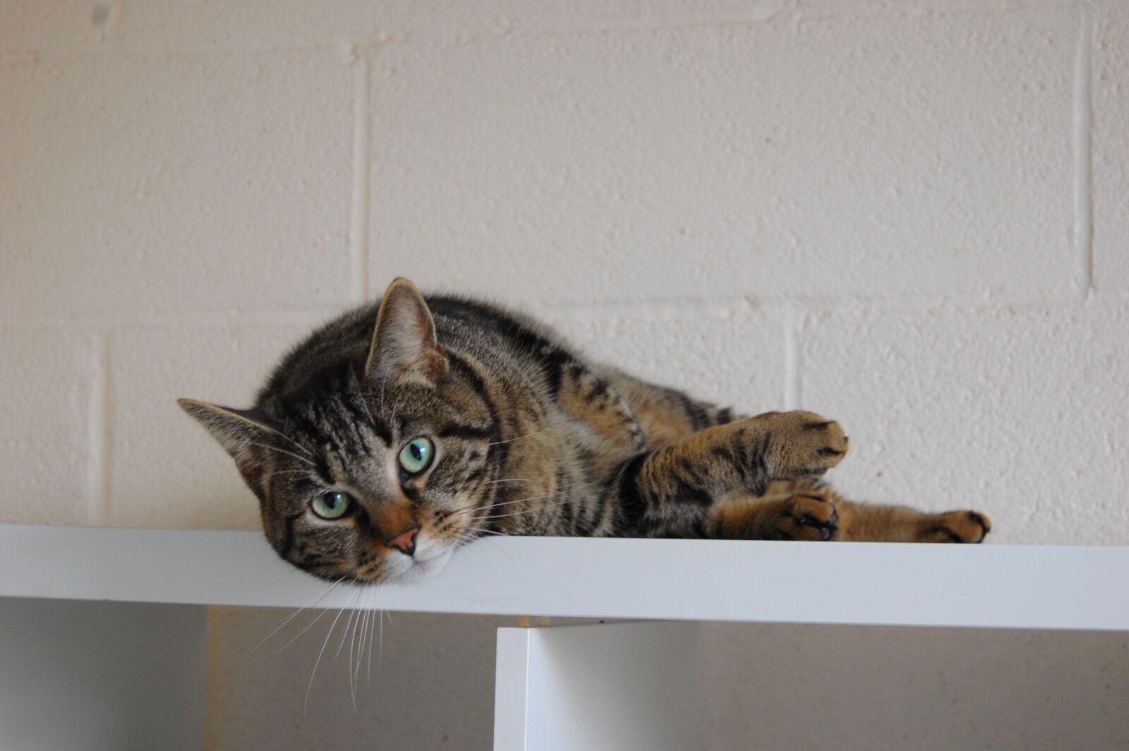 Nikon D40 sample photo. Cat, animal, feline photography