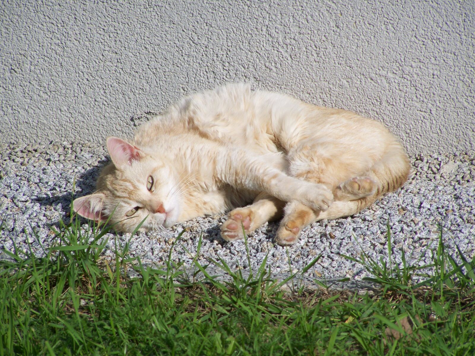 Kodak EASYSHARE ZD710 ZOOM DIGITAL CAMERA sample photo. Old cat, pets, bun photography