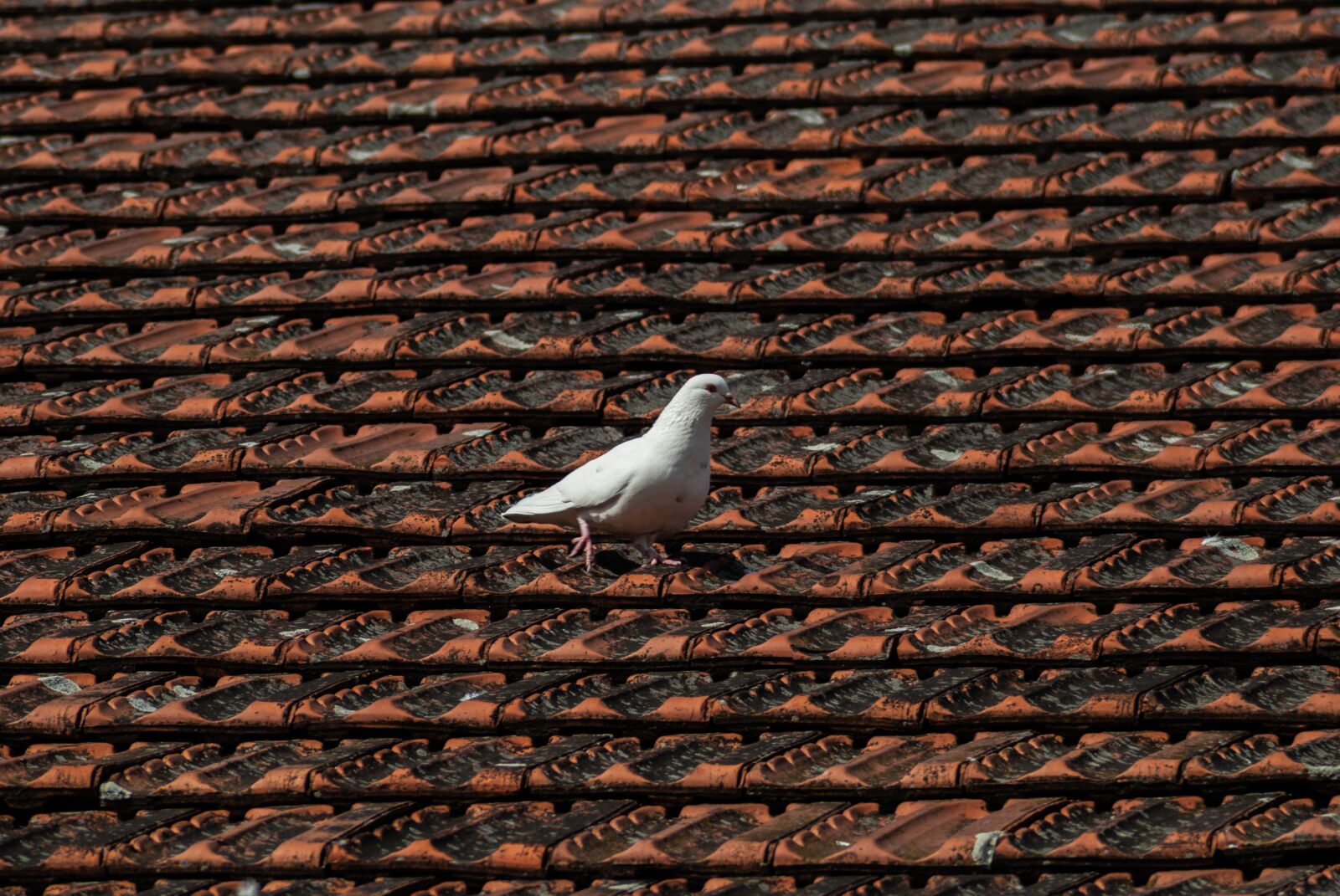 Nikon D60 sample photo. Bird, pigeon, animal photography