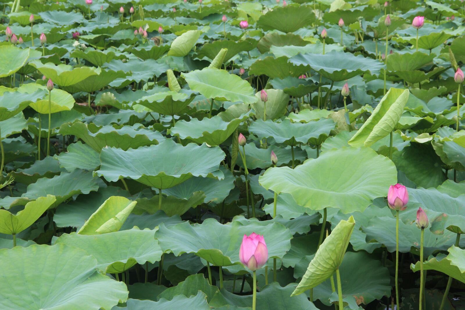 Canon EOS 600D (Rebel EOS T3i / EOS Kiss X5) sample photo. Lotus, leaf, lake photography