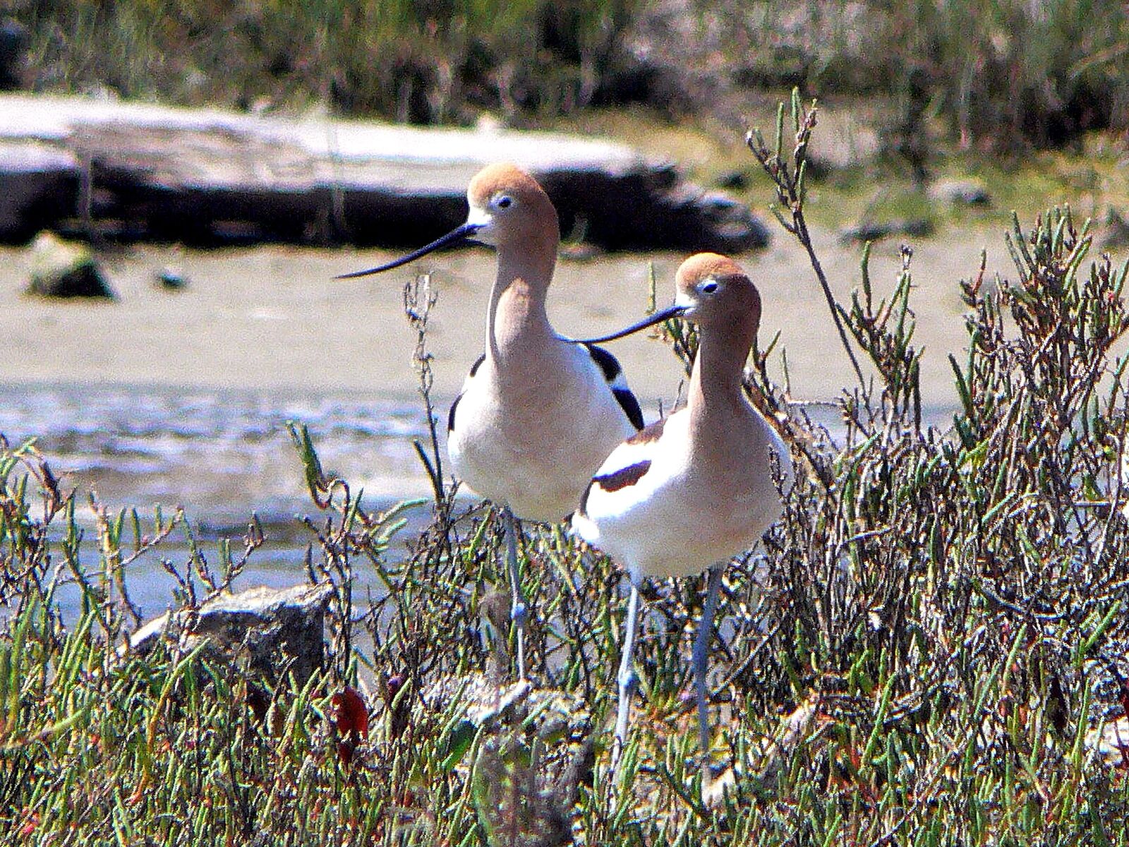 Panasonic DMC-FZ30 sample photo. Pair, american, avocet, shore photography