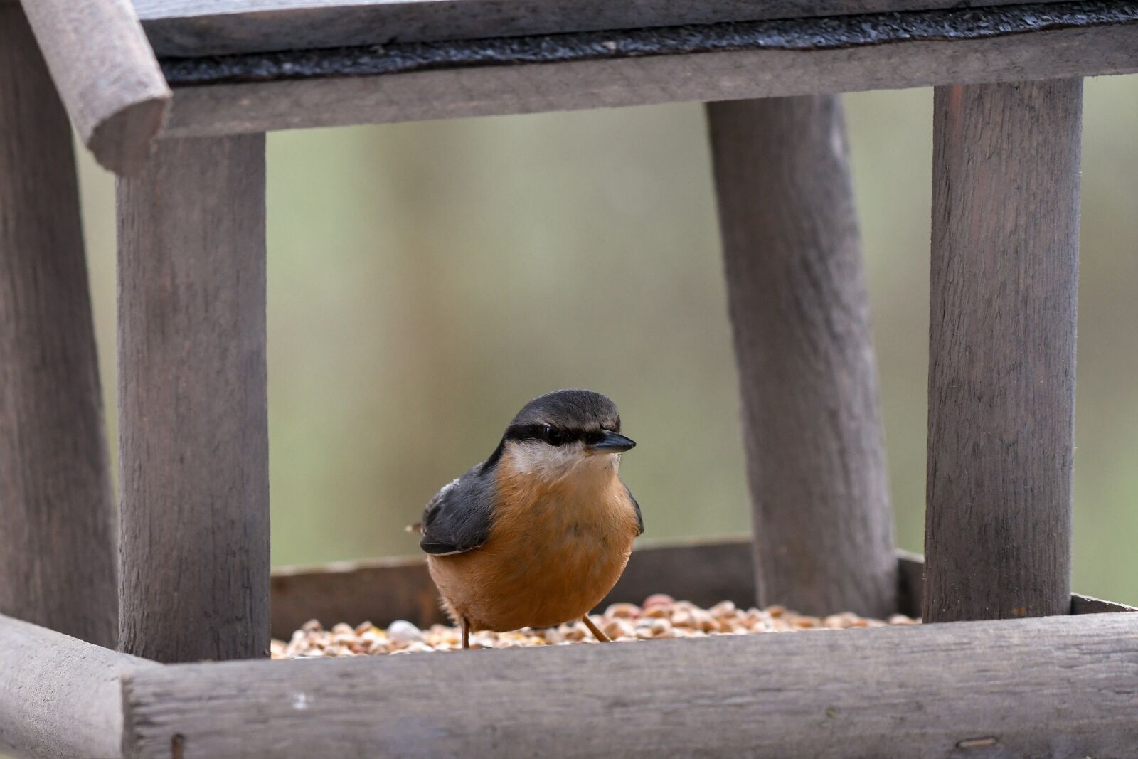 Nikon D500 sample photo. Nuthatch, bird, bird feeder photography