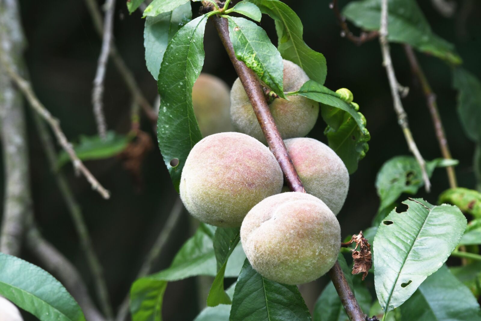 Nikon D7500 sample photo. Fruit, orchard, pesco photography