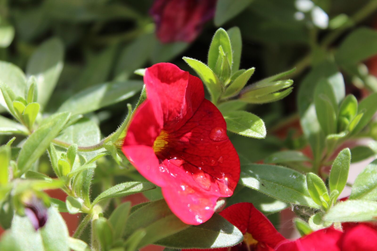 Canon EOS 1300D (EOS Rebel T6 / EOS Kiss X80) sample photo. Nature, flower, spring photography
