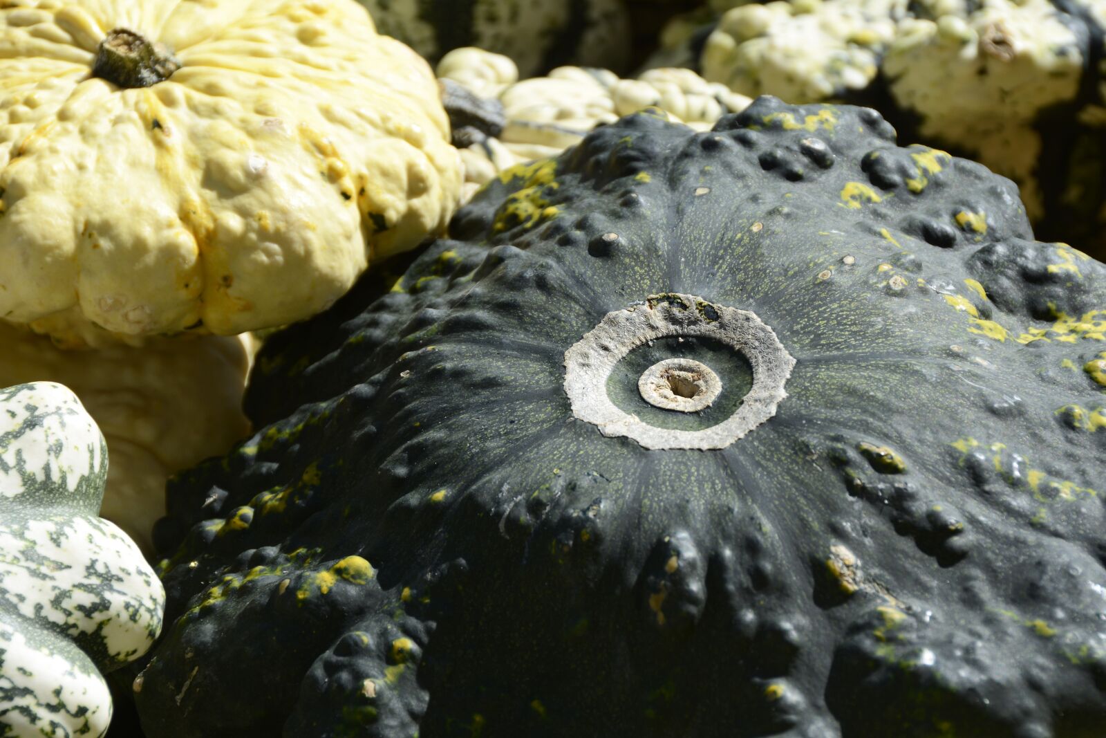 Nikon D7100 sample photo. Pumpkin, gourd, vegetables photography