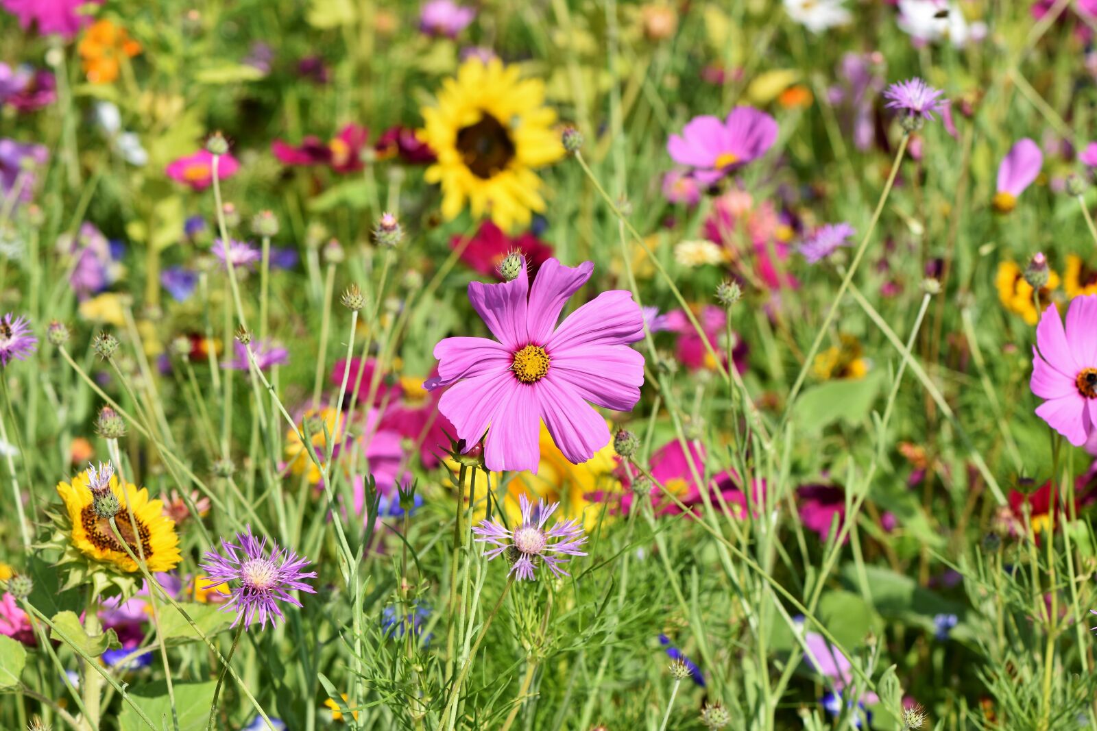 Nikon D7200 sample photo. Flower meadow, flowers, wildflowers photography