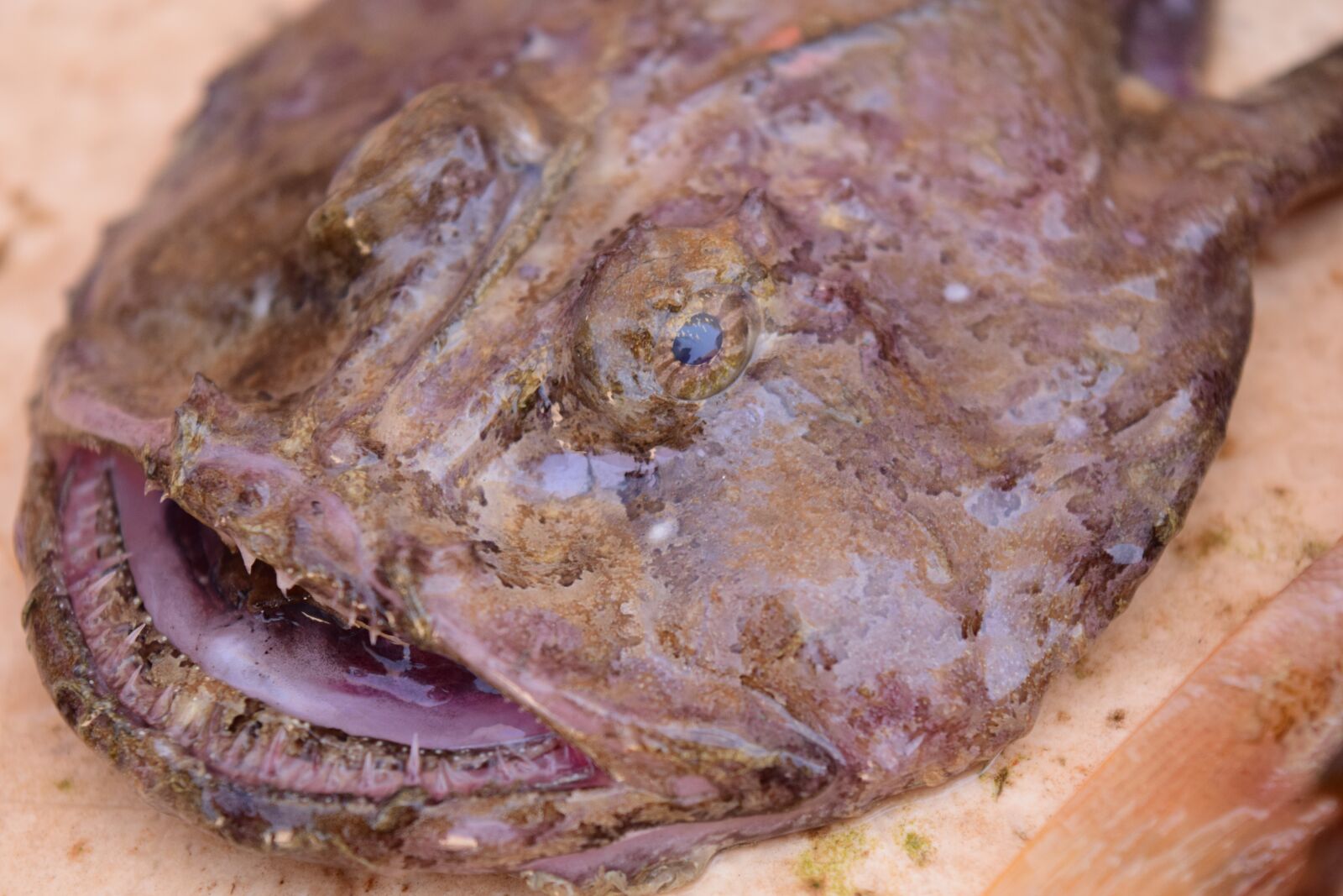 Nikon D3300 sample photo. Fish, fresh, fish market photography