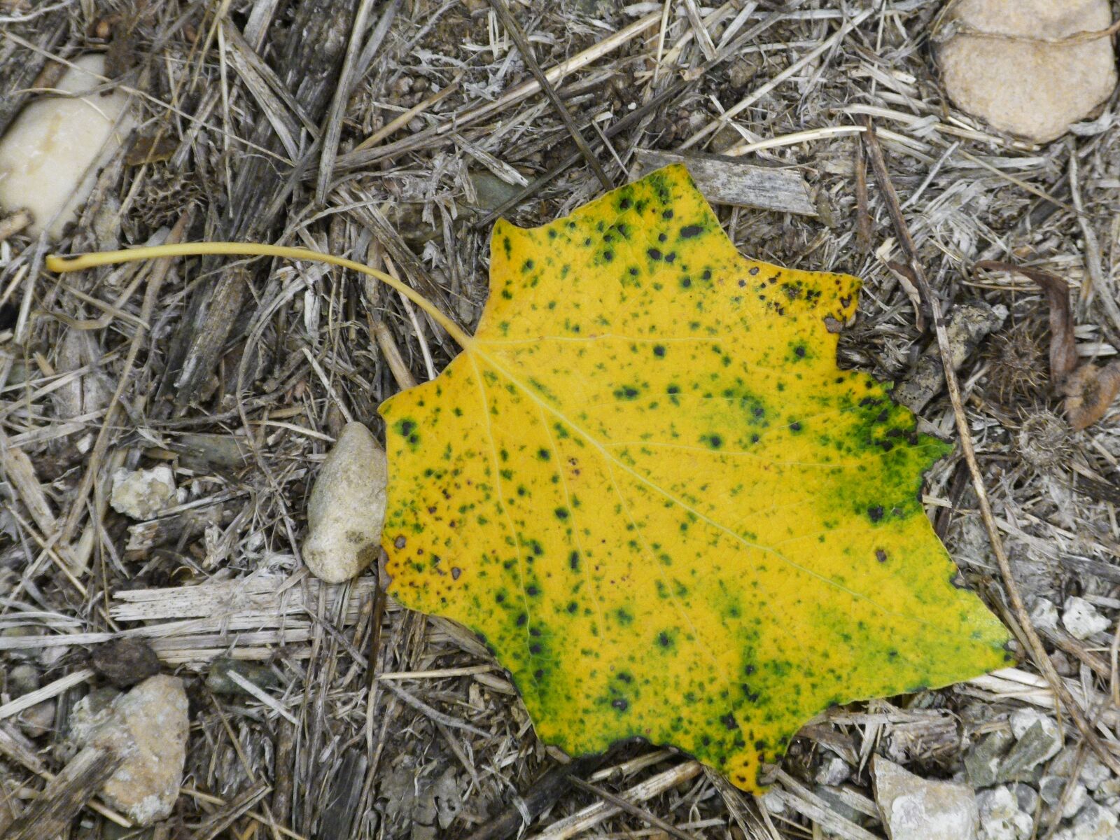 Leica V-Lux 2 sample photo. Leaf, autumn, falling leaves photography
