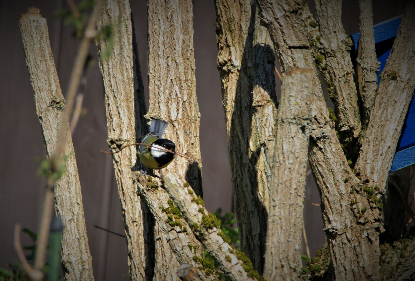 Tamron SP 150-600mm F5-6.3 Di VC USD sample photo. Tit, nest building, branch photography